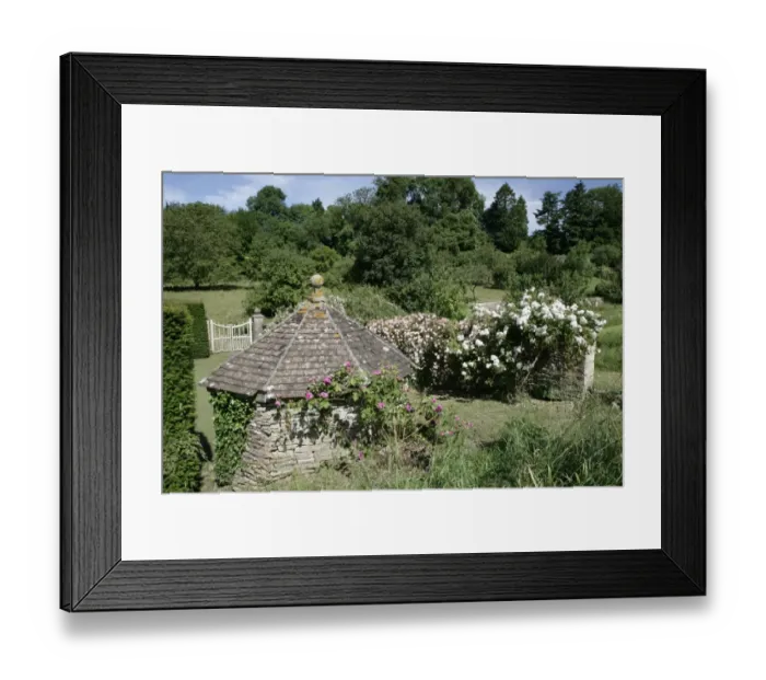 Framed Print : Rambler Roses Framed Print : Rambler Roses