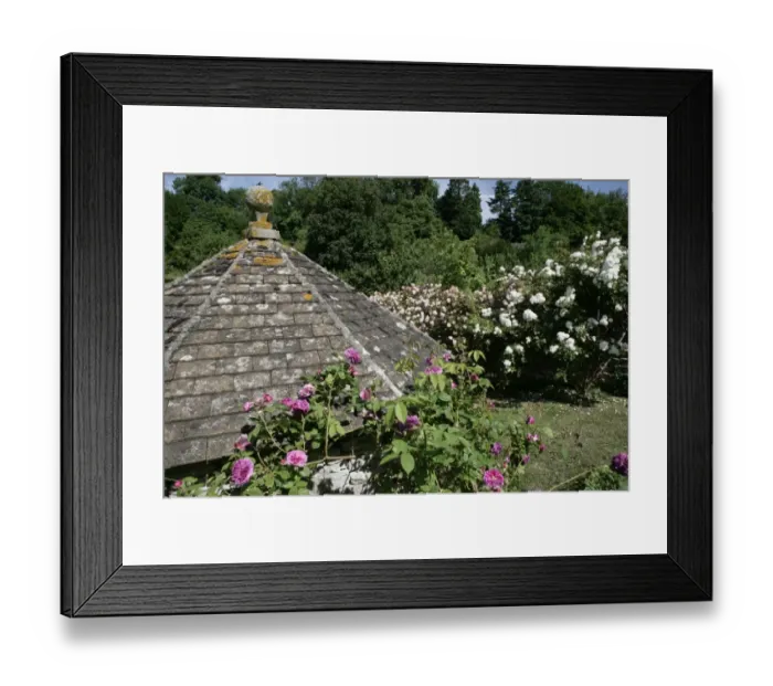 Framed Print : Rambler Roses Framed Print : Rambler Roses
