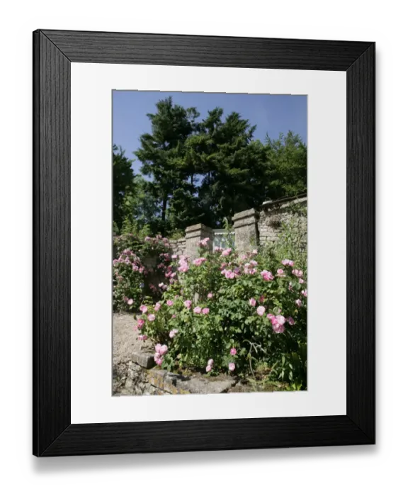 Framed Print : Rambler Roses Framed Print : Rambler Roses