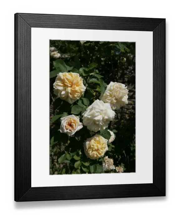 Framed Print : Rambler Roses Framed Print : Rambler Roses