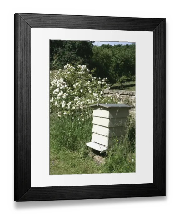 Framed Print : Rambler Roses Framed Print : Rambler Roses