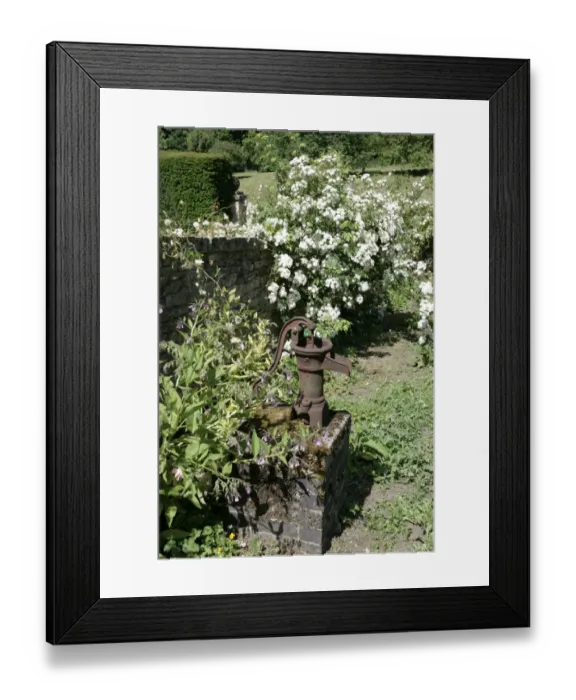 Framed Print : Rambler Roses Framed Print : Rambler Roses