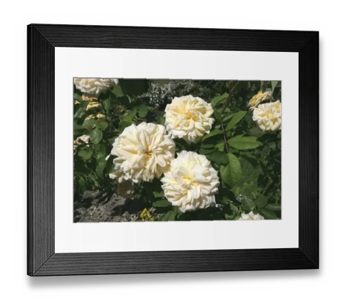 Framed Print : Rambler Roses Framed Print : Rambler Roses