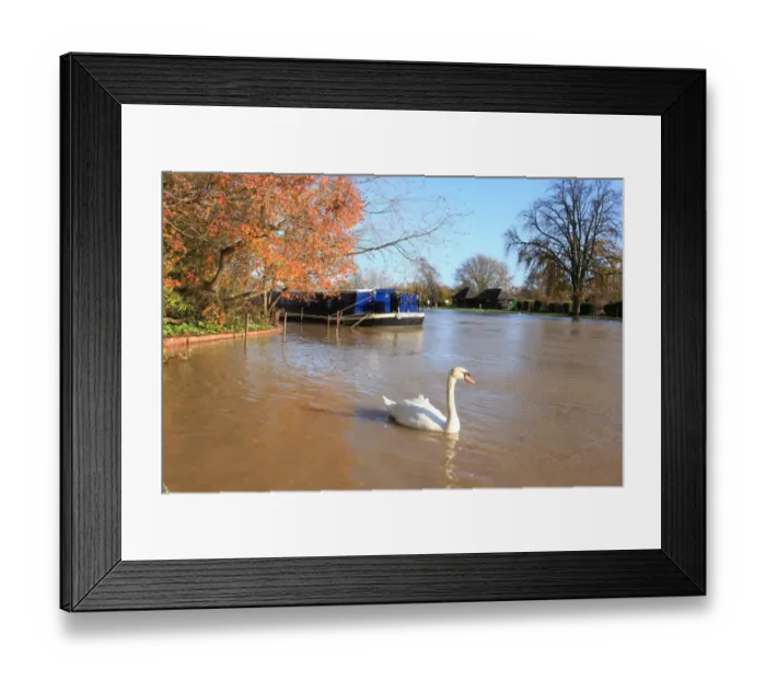Framed Print : Autumn swan Framed Print : Autumn swan