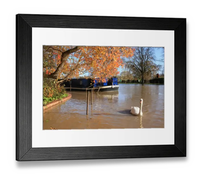 Framed Print : The Swan. A swan on the river at Stratford upon Avon on a early winters day