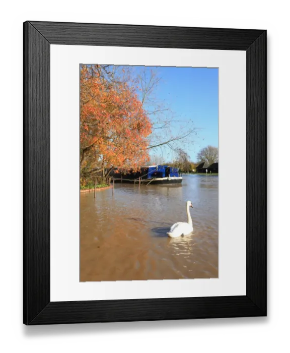 Framed Print : Autumn swan Framed Print : Autumn swan