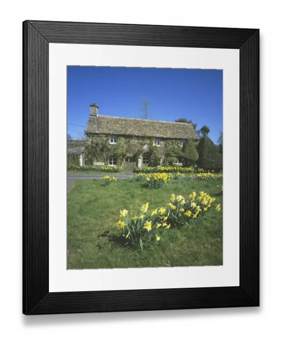 Framed Print : Eastleach. Daffodils in the cotswold village of Eastleach on a spring day Framed Print : Eastleach. Daffodils in the cotswold village of Eastleach on a spring day