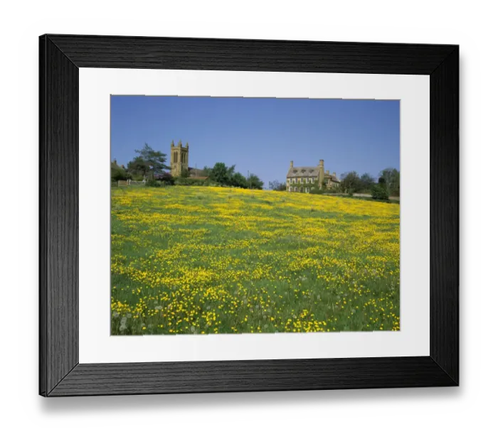Framed Print : Buttercups Framed Print : Buttercups