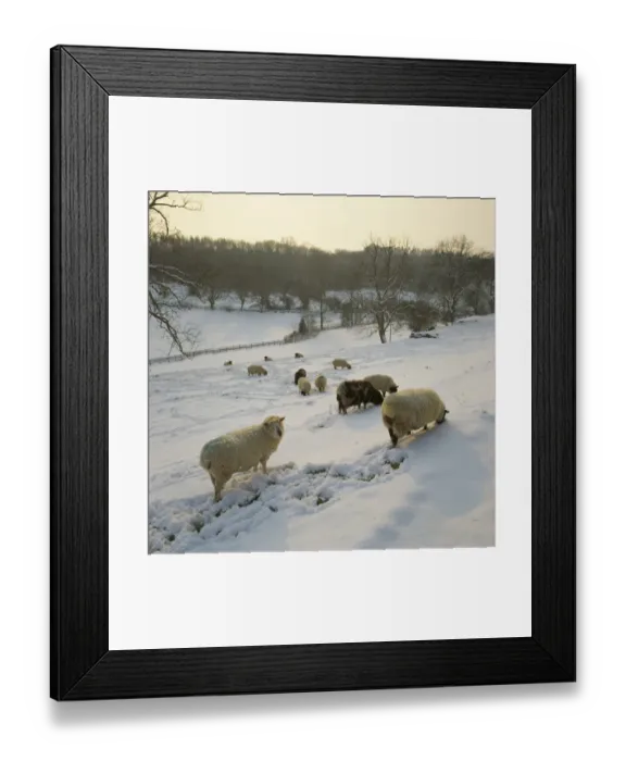 Framed Print : Bagendon. Sheep in a field in the Cotswold hamlet of Bagendon after a fall of snow Framed Print : Bagendon. Sheep in a field in the Cotswold hamlet of Bagendon after a fall of snow