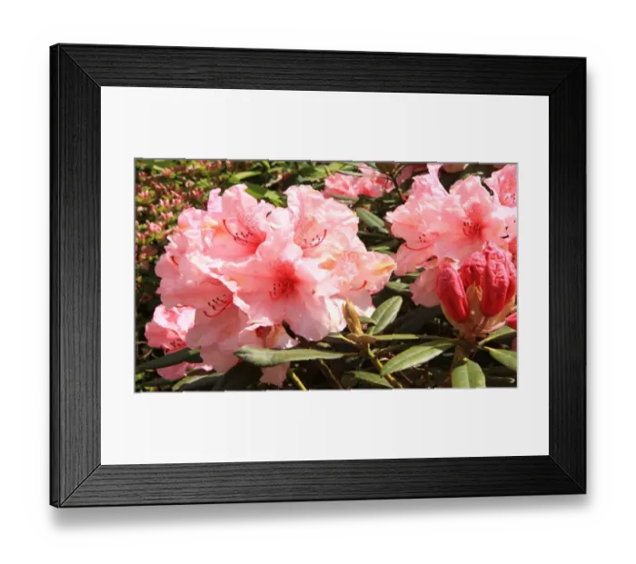 Framed Print : Trewithen House