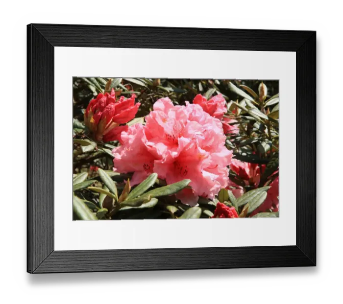 Framed Print : Trewithen House Framed Print : Trewithen House