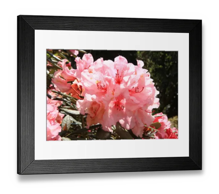 Framed Print : Trewithen House Framed Print : Trewithen House