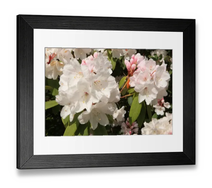 Framed Print : Trewithen House Framed Print : Trewithen House
