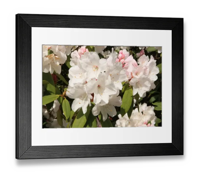 Framed Print : Trewithen House Framed Print : Trewithen House