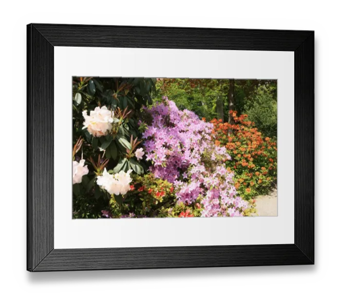 Framed Print : Trewithen House Framed Print : Trewithen House