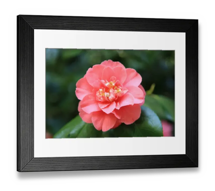 Framed Print : Trewithen House Framed Print : Trewithen House