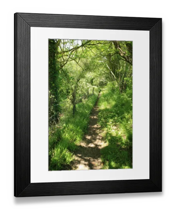 Framed Print : Woodland path
