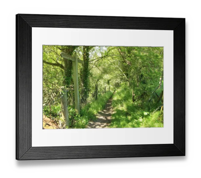 Framed Print : Woodland path