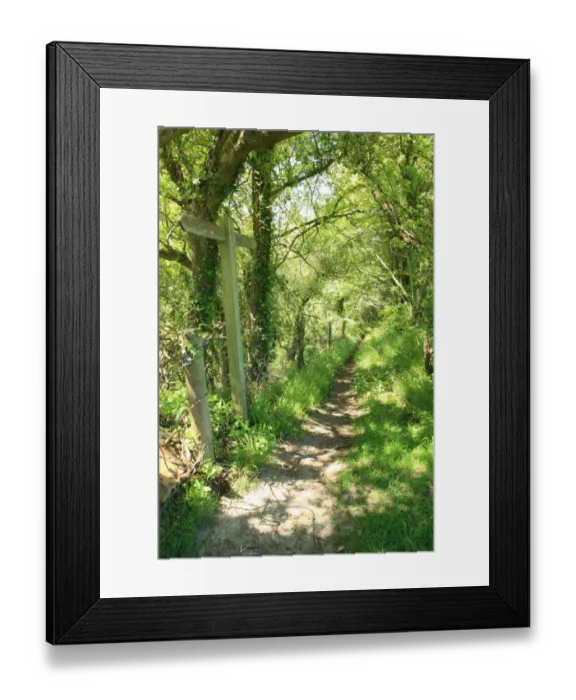 Framed Print : Woodland path Framed Print : Woodland path
