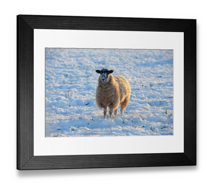 Framed Print : Sheep. A field covered in snow on cold winters day near the cotswold town Framed Print : Sheep. A field covered in snow on cold winters day near the cotswold town