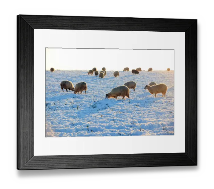 Framed Print : Sheep. A field covered in snow on cold winters day near the cotswold town Framed Print : Sheep. A field covered in snow on cold winters day near the cotswold town