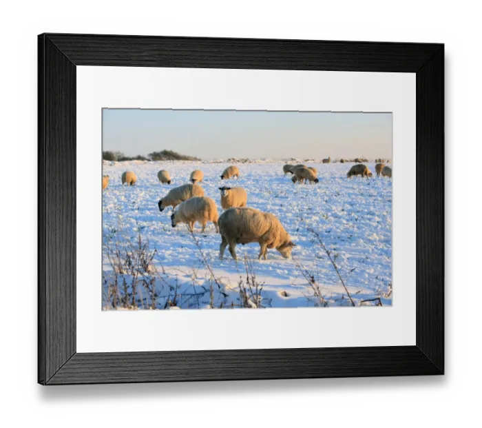 Framed Print : Sheep in a field covered in snow near Burford on cold winters day Framed Print : Sheep in a field covered in snow near Burford on cold winters day