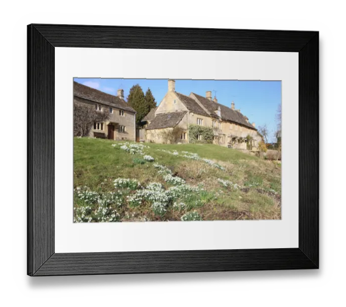 Framed Print : Snowdrops on hillside in a Cotswold hamlet of Barrington Gloucestershire Framed Print : Snowdrops on hillside in a Cotswold hamlet of Barrington Gloucestershire