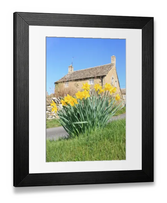 Framed Print : Eastleach. A spring day in the cotswold village of Eastleach famous for its daffodils Framed Print : Eastleach. A spring day in the cotswold village of Eastleach famous for its daffodils