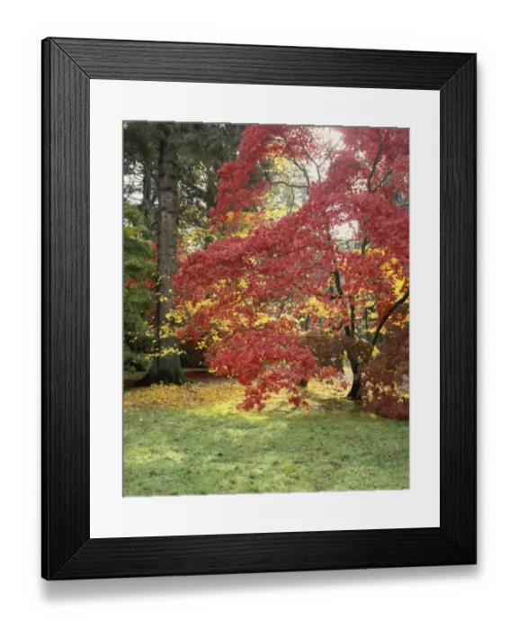 Framed Print : Westonbirt Framed Print : Westonbirt