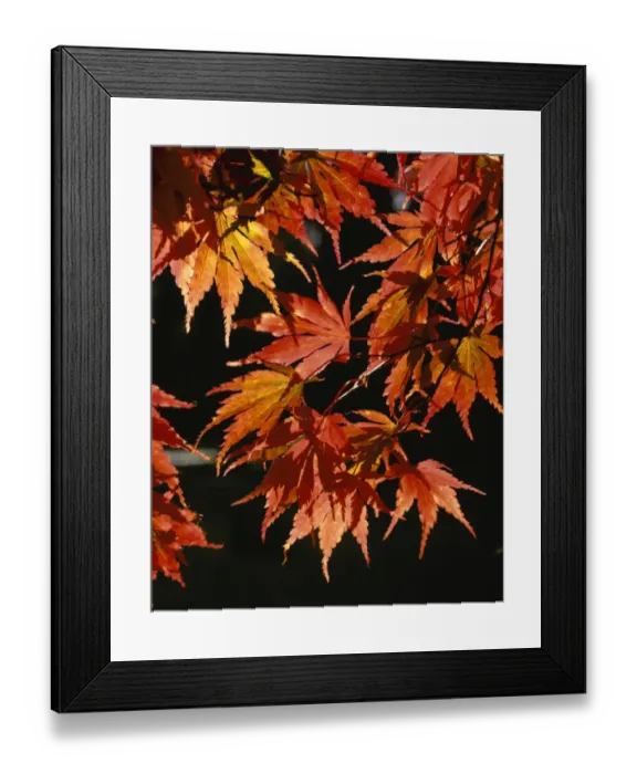 Framed Print : Westonbirt Framed Print : Westonbirt