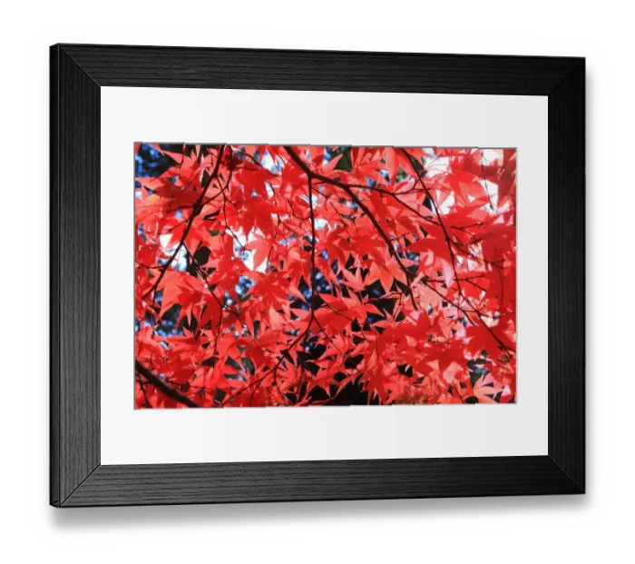 Framed Print : Westonbirt