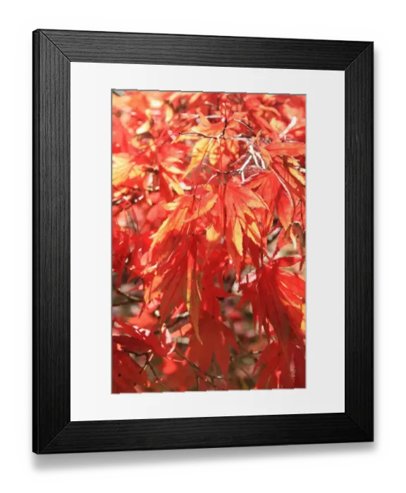 Framed Print : Westonbirt