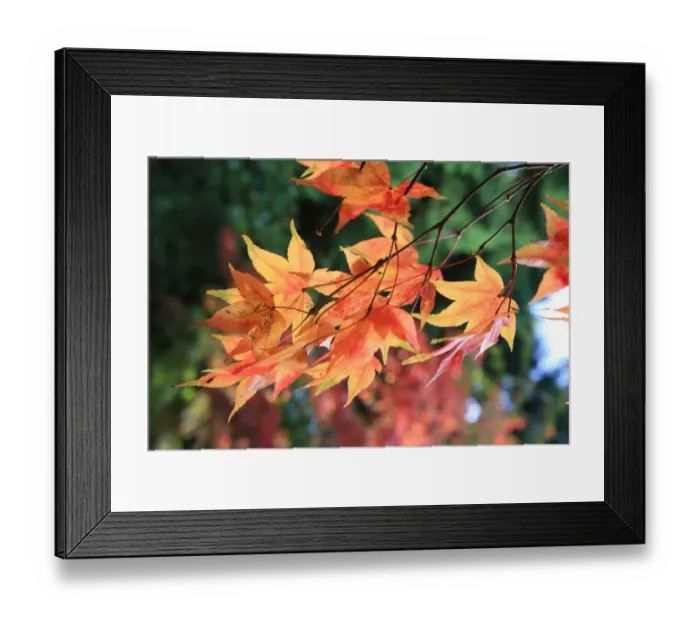 Framed Print : Westonbirt