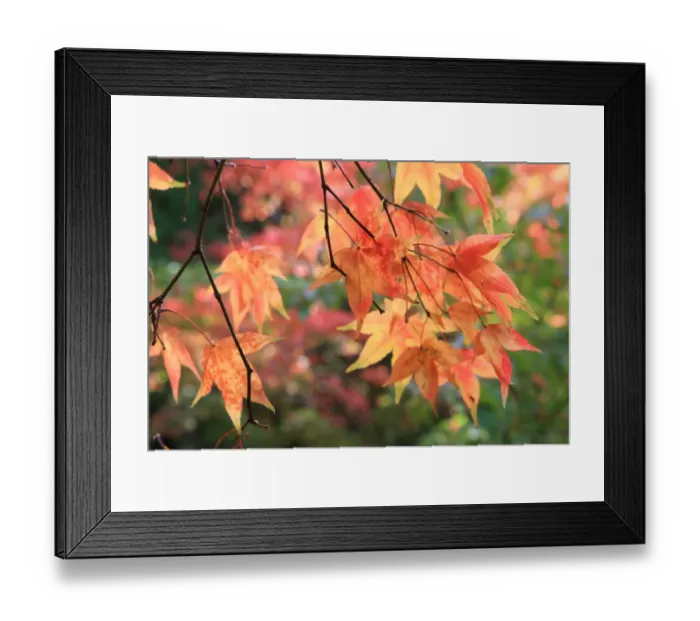 Framed Print : Westonbirt
