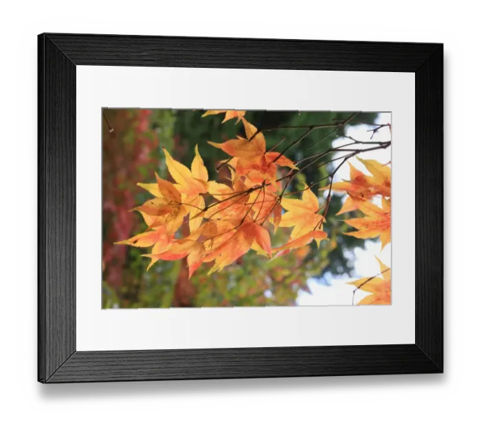 Framed Print : Westonbirt Framed Print : Westonbirt