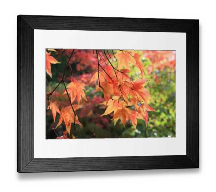 Framed Print : Westonbirt