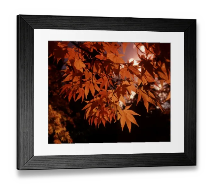 Framed Print : Autumn colour Framed Print : Autumn colour