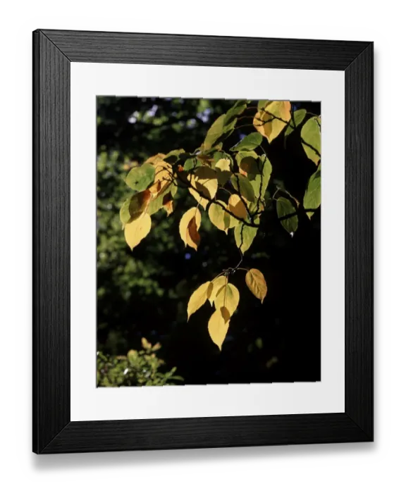 Framed Print : Autumn colour Framed Print : Autumn colour