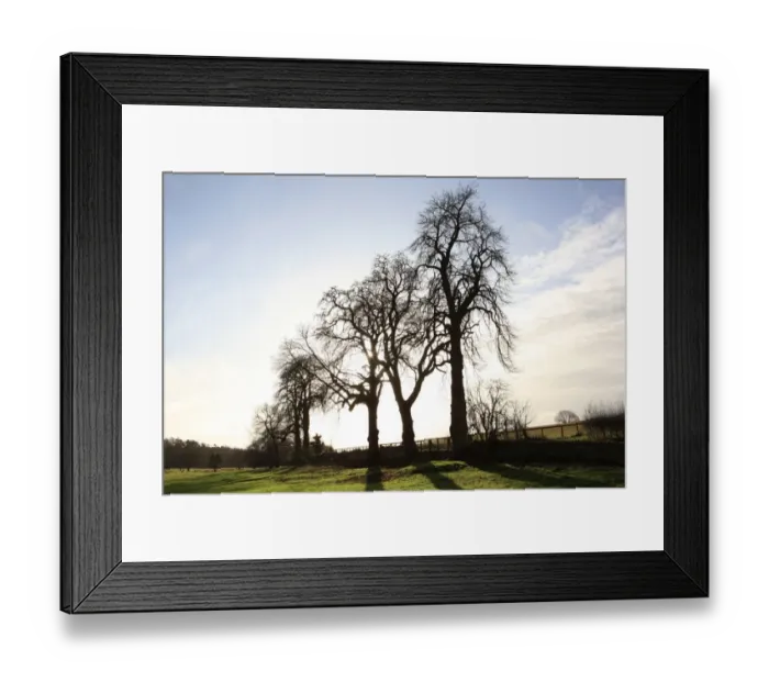 Framed Print : Winter trees Framed Print : Winter trees