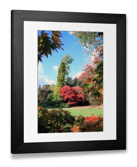 Framed Print : Westonbirt