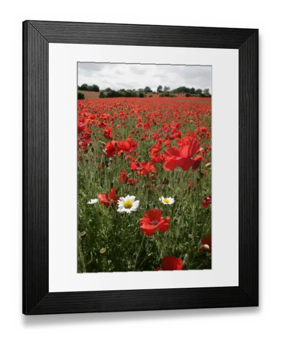 Framed Print : Poppy. A field of poppies in the Cotswolds at Andoversford