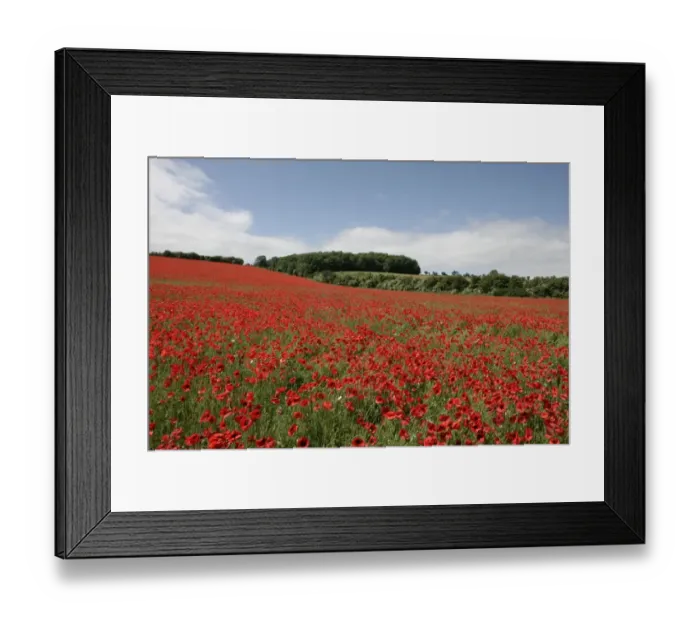 Framed Print : Poppy. A field of poppies in the Cotswold at Andoversford