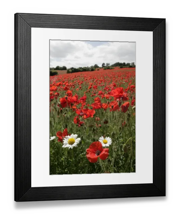 Framed Print : Poppy. A field of poppies in the Cotswolds at Andoversford
