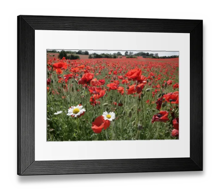 Framed Print : Poppy. A field of poppies in the Cotswolds at Andoversford Framed Print : Poppy. A field of poppies in the Cotswolds at Andoversford