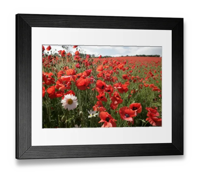 Framed Print : Poppy. A field of poppies in the Cotswolds at Andoversford Framed Print : Poppy. A field of poppies in the Cotswolds at Andoversford