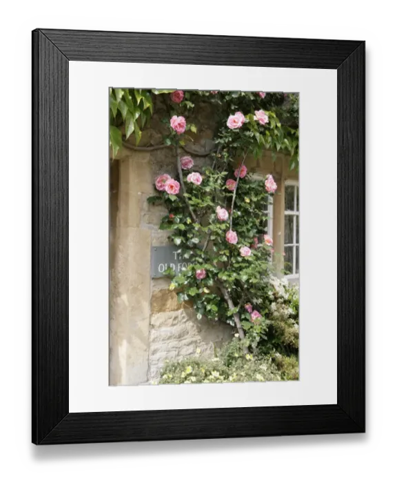 Framed Print : Oddington. Roses around the door of a cotswold cottage in the village of Framed Print : Oddington. Roses around the door of a cotswold cottage in the village of
