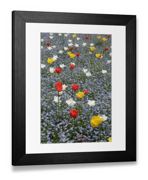 Framed Print : Spring Tulips Framed Print : Spring Tulips