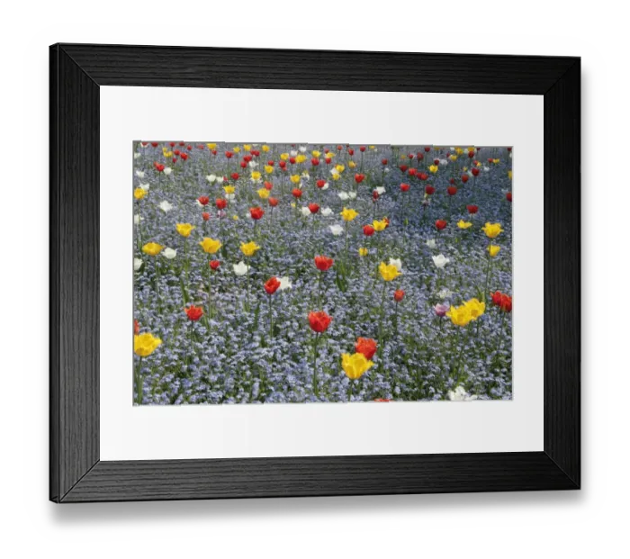 Framed Print : Spring Tulips Framed Print : Spring Tulips