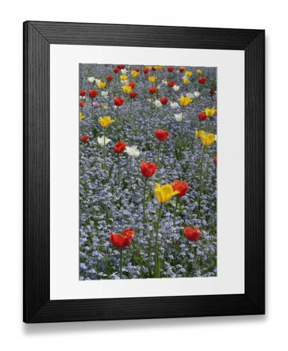 Framed Print : Spring Tulips Framed Print : Spring Tulips