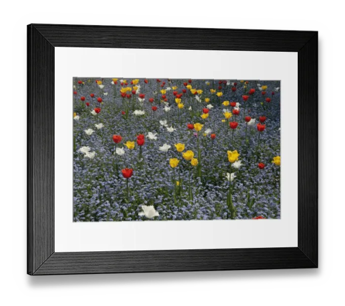 Framed Print : Spring Tulips Framed Print : Spring Tulips